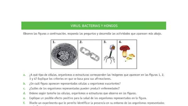 Evaluación Programas - CN07 OA05 - U3 - VIRUS, BACTERIAS Y HONGOS Evaluación Programas - CN07 OA05 - U3 - VIRUS, BACTERIAS Y HONGOS