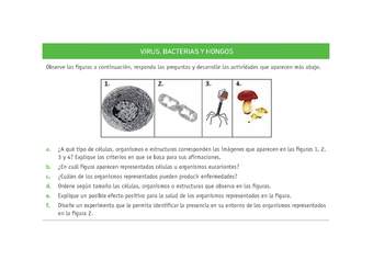 Evaluación Programas - CN07 OA05 - U3 - VIRUS, BACTERIAS Y HONGOS Evaluación Programas - CN07 OA05 - U3 - VIRUS, BACTERIAS Y HONGOS