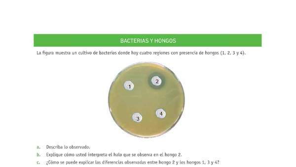 Evaluación Programas - CN07 OA06 - U3 - BACTERIAS Y HONGOS Evaluación Programas - CN07 OA06 - U3 - BACTERIAS Y HONGOS