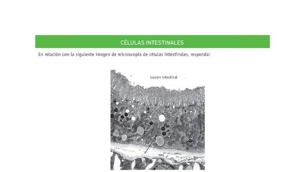 Evaluación Programas - CN08 OA02 - OA03 - U2 - CÉLULAS INTESTINALES Evaluación Programas - CN08 OA02 - OA03 - U2 - CÉLULAS INTESTINALES