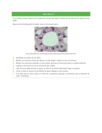 Evaluación Programas - CN08 OA02 - OA03 - U2 - UNA CÉLULA Evaluación Programas - CN08 OA02 - OA03 - U2 - UNA CÉLULA