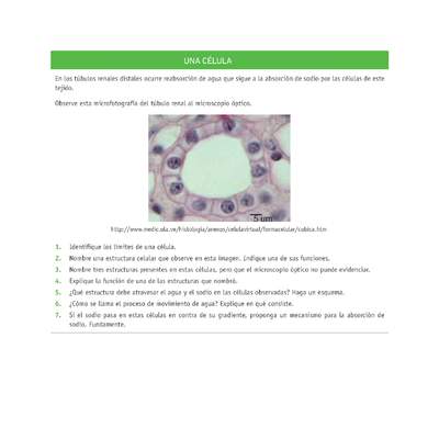 Evaluación Programas - CN08 OA02 - OA03 - U2 - UNA CÉLULA Evaluación Programas - CN08 OA02 - OA03 - U2 - UNA CÉLULA