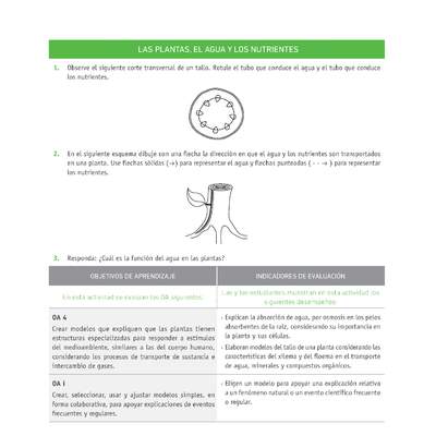 Evaluación Programas - CN08 OA04 - U2 - LAS PLANTAS, EL AGUA Y LOS NUTRIENTES Evaluación Programas - CN08 OA04 - U2 - LAS PLANTAS, EL AGUA Y LOS NUTRIENTES