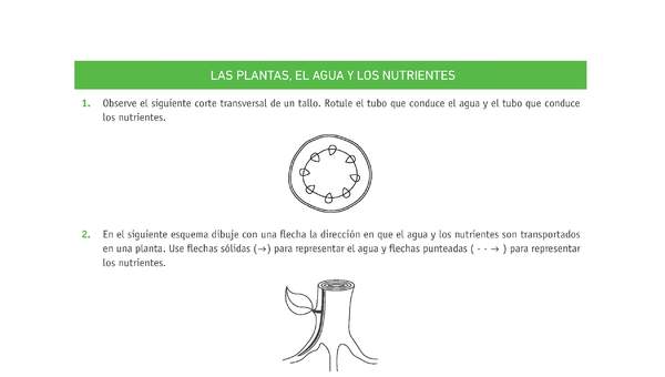 Evaluación Programas - CN08 OA04 - U2 - LAS PLANTAS, EL AGUA Y LOS NUTRIENTES Evaluación Programas - CN08 OA04 - U2 - LAS PLANTAS, EL AGUA Y LOS NUTRIENTES