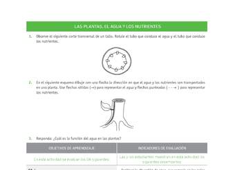 Evaluación Programas - CN08 OA04 - U2 - LAS PLANTAS, EL AGUA Y LOS NUTRIENTES Evaluación Programas - CN08 OA04 - U2 - LAS PLANTAS, EL AGUA Y LOS NUTRIENTES