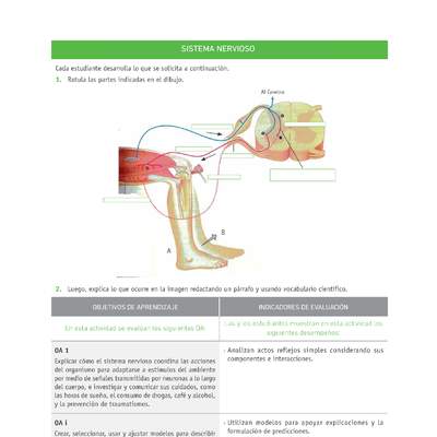 Evaluación Programas - CN2M - OA01 - U1 - SISTEMA NERVIOSO Evaluación Programas - CN2M - OA01 - U1 - SISTEMA NERVIOSO
