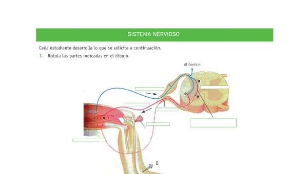Evaluación Programas - CN2M - OA01 - U1 - SISTEMA NERVIOSO Evaluación Programas - CN2M - OA01 - U1 - SISTEMA NERVIOSO