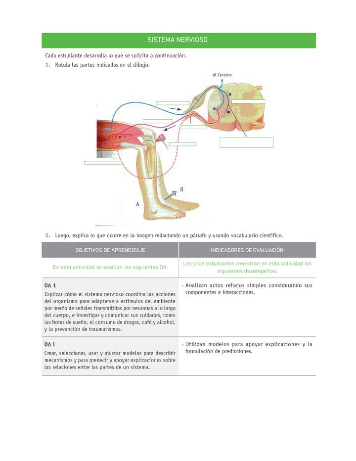 Evaluación Programas - CN2M - OA01 - U1 - SISTEMA NERVIOSO Evaluación Programas - CN2M - OA01 - U1 - SISTEMA NERVIOSO