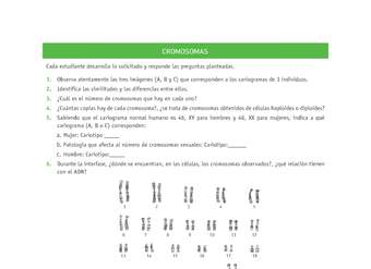 Evaluación Programas - CN2M - OA06 - U3 - CROMOSOMAS Evaluación Programas - CN2M - OA06 - U3 - CROMOSOMAS
