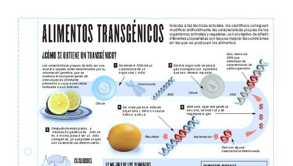 Infografía: Alimentos transgénicos Infografía: Alimentos transgénicos