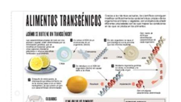 Infografía: Alimentos transgénicos Infografía: Alimentos transgénicos