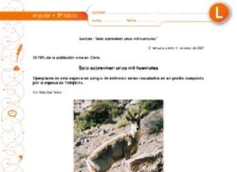 Solo sobreviven unos mil huemules Solo sobreviven unos mil huemules