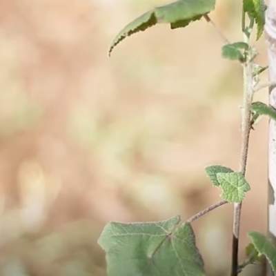 CONAF (20 jun.2016). CONAF colecta, reproduce y planta la casi extinta huella chica. CONAF (20 jun.2016). CONAF colecta, reproduce y planta la casi extinta huella chica.