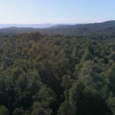 FacforenUACH. (10 may. 2019). Bosque Nativo: Manejo en Llancahue, sur de Chile FacforenUACH. (10 may. 2019). Bosque Nativo: Manejo en Llancahue, sur de Chile