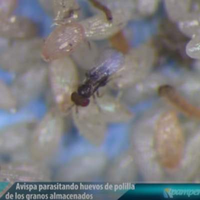 INTA Informa (19 may. 2014). Control biológico de plagas INTA Informa (19 may. 2014). Control biológico de plagas