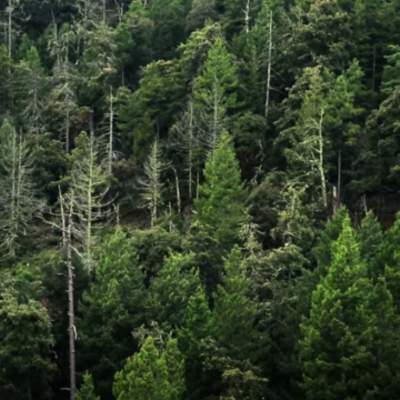 Conaforgob. (17 dic. 2015). Innova CONAFOR y CONACyT en la prevención de plagas de descortezadores Conaforgob. (17 dic. 2015). Innova CONAFOR y CONACyT en la prevención de plagas de descortezadores