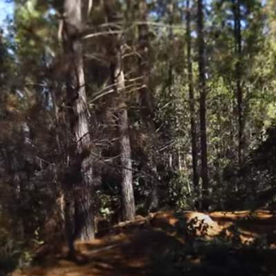 Marca Chile (10 jul. 2013). Industria chilena de la madera Marca Chile (10 jul. 2013). Industria chilena de la madera