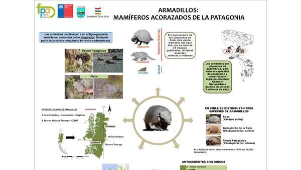 Afiche armadillos de la Patagonia Afiche armadillos de la Patagonia