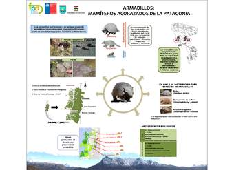 Afiche armadillos de la Patagonia Afiche armadillos de la Patagonia