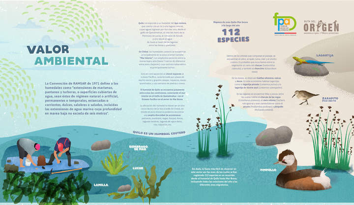 Afiche valor ambiental humedal Quilo Afiche valor ambiental humedal Quilo