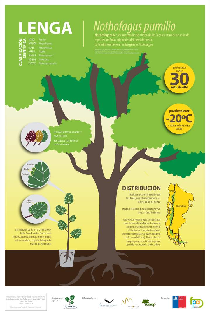 Afiche Lenga Afiche Lenga