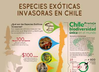 Afiche Especies Exóticas Invasoras en Chile 2 Afiche Especies Exóticas Invasoras en Chile 2