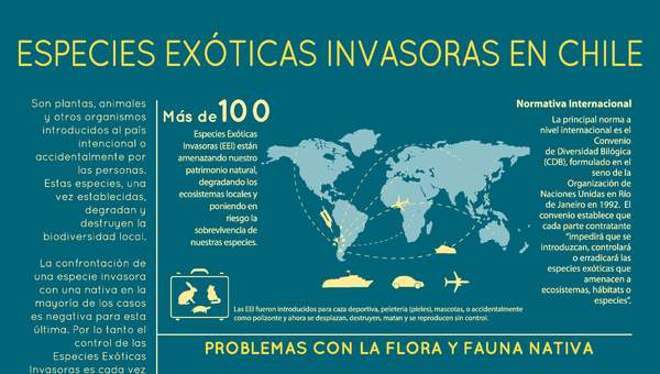 Afiche Especies Exóticas Invasoras en Chile 1 Afiche Especies Exóticas Invasoras en Chile 1