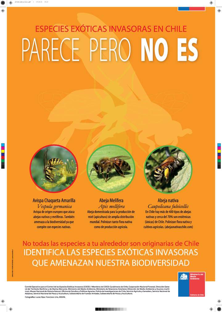 Afiche especies exóticas invasoras: Parece pero no es Afiche especies exóticas invasoras: Parece pero no es