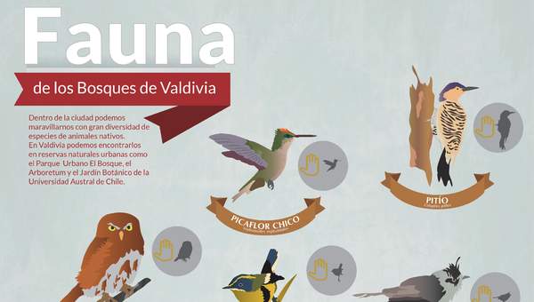 Afiche fauna de bosques de Valdivia Afiche fauna de bosques de Valdivia