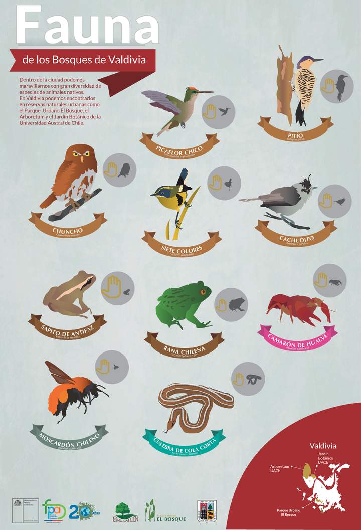 Afiche fauna de bosques de Valdivia Afiche fauna de bosques de Valdivia