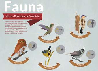 Afiche fauna de bosques de Valdivia Afiche fauna de bosques de Valdivia