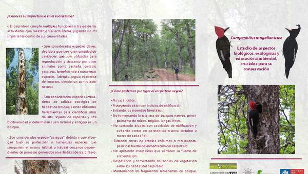 Tríptico del carpintero negro (Campephilus Magellanicus) Tríptico del carpintero negro (Campephilus Magellanicus)