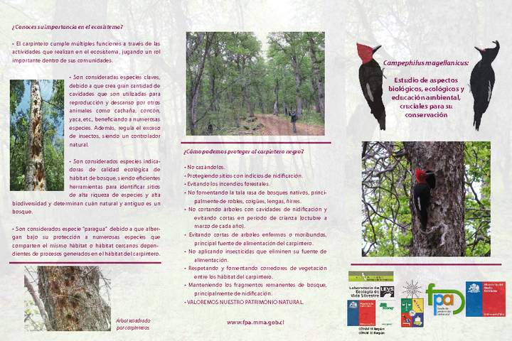 Tríptico del carpintero negro (Campephilus Magellanicus) Tríptico del carpintero negro (Campephilus Magellanicus)