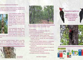 Tríptico del carpintero negro (Campephilus Magellanicus) Tríptico del carpintero negro (Campephilus Magellanicus)