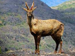 Huemul Huemul