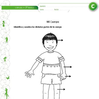 Partes del cuerpo humano Partes del cuerpo humano