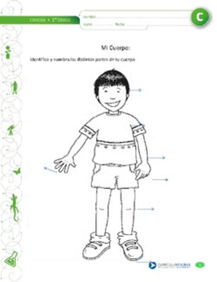 Partes del cuerpo humano Partes del cuerpo humano