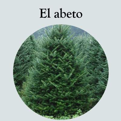 El abeto
