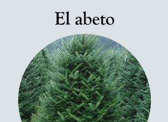 El abeto