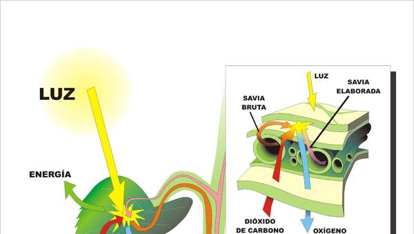 Fotosíntesis en hojas rotuladas Fotosíntesis en hojas rotuladas