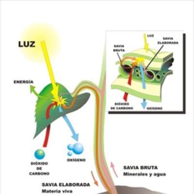 Fotosíntesis en hojas rotuladas Fotosíntesis en hojas rotuladas