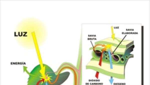 Fotosíntesis en hojas rotuladas Fotosíntesis en hojas rotuladas