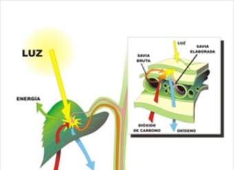 Fotosíntesis en hojas rotuladas Fotosíntesis en hojas rotuladas