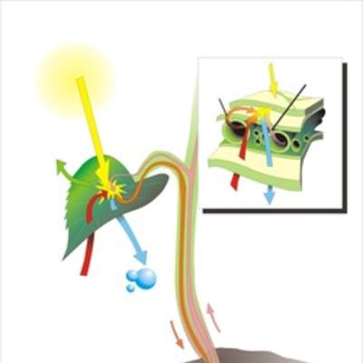 Fotosíntesis en hojas Fotosíntesis en hojas