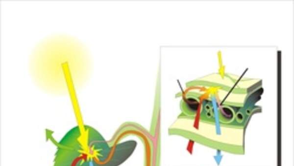 Fotosíntesis en hojas Fotosíntesis en hojas