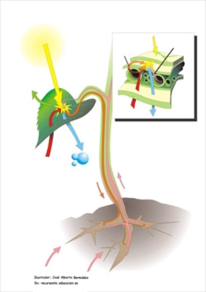 Fotosíntesis en hojas Fotosíntesis en hojas