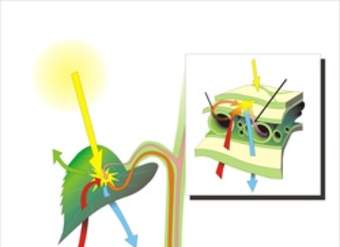 Fotosíntesis en hojas Fotosíntesis en hojas