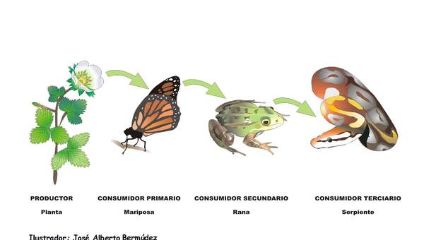 Cadena alimenticia rotulada Cadena alimenticia rotulada