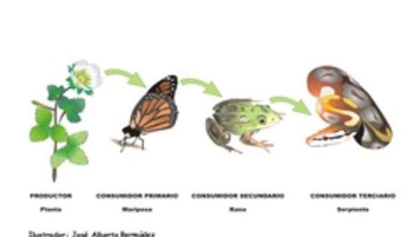 Cadena alimenticia rotulada Cadena alimenticia rotulada