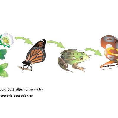 Cadena alimenticia Cadena alimenticia